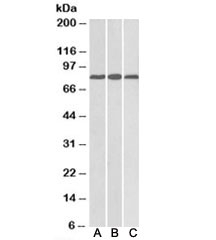 Western blot testing of mouse heart [A], rat heart [B], and rat kidney [C] lysates with MID2 antibody at 0.1ug/ml. Predicted molecular weight: ~80kDa.~