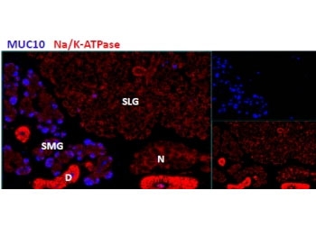 IHC testing of cells in the submandibular salivery gland (SMG), but not in the sublingual salivery gland (SLG) in mouse using MUC10 antibody at 2.9ug/ml