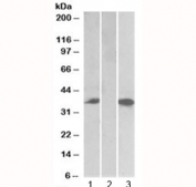 Western blot testing of HEK293 lysate overexpressing human Chymase-FLAG with Chymase antibody (0.1ug/ml) in Lane 1 and anti-FLAG (1/3000) in lane 3. Mock-transfected HEK293 probed with Chymase (0.5ug/ml) in Lane 2. Predicted molecular weight: ~35 kDa.