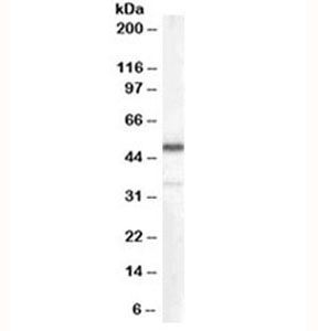 Western blot testing of human kidney lysate with Chromogranin A antibody at 0.1ug/ml. Predicted molecular weight ~50kDa.