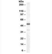 Western blot testing of human kidney lysate with Chromogranin A antibody at 0.1ug/ml. Predicted molecular weight ~50 kDa.