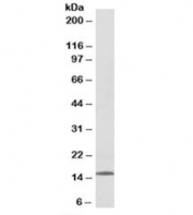 Western blot testing of human lymph node lysate with CCL21 antibody at 0.1ug/ml. Predicted molecular weight: ~15kDa.