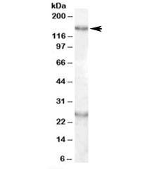 Western blot testing of mouse brain lysate with KIAA0319 antibody at 0.5ug/ml. Both the expected ~150kDa band and additional ~25kDa band are blocked by immunizing peptide.