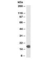 Western blot testing of human muscle lysate with biotinylated COX4I1 antibody at 0.1ug/ml. Predicted molecular weight: ~20kDa.
