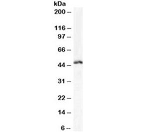 Western blot testing of Daudi cell lysate with LEF1 antibody at 1ug/ml. Predicted molecular weight ~44kDa.~