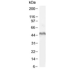Western blot testing of human MOLT4 cell lysate with LEF1 antibody at 1ug/ml. Predicted molecular weight ~44k Da.