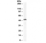 Western blot testing of human Daudi cell lysate with LEF1 antibody at 1ug/ml. Predicted molecular weight ~44 kDa but commonly observed at 35-55 kDa.