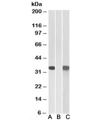 Western blot of HEK293 transfected with human CRISP2-MYC tested with CRISP2 antibody (0.1ug/ml) in Lane A and anti-MYC (1/1000) in lane C. Mock-transfected HEK293 probed with CRISP2 (1ug/ml) in Lane B. Predicted molecular weight: ~27/31kDa (isoforms 1/2).