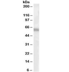 Western blot testing of human lung lysate with TFEB antibody at 1ug/ml. Predicted molecular weight ~53kDa but often observed at ~60kDa.