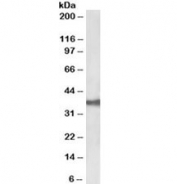 Western blot testing of CACO-2 lysate with EpCAM antibody at 0.03ug/ml. Expected molecular weight: ~35 kDa (unmodified), 40-43 kDa (glycosylated).