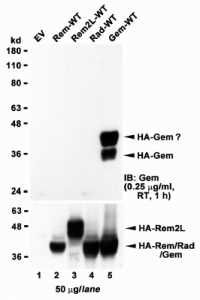 Western blot of HEK293 lysate overexpressing full-length human GEM (HA tagged), mock-transfected HEK293 (EV) and HEK293 transiently expressing the GEM-related genes Rem, Rem2L and Rad. Lysates were tested with GEM antibody at 1ug/ml (top) and HA tag Ab (bottom).~
