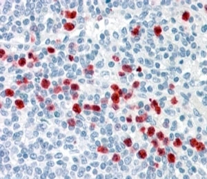 IHC testing of FFPE human spleen with GCC2 antibody at 4ug/ml. HIER: steamed with pH6 citrate buffer, AP-staining.