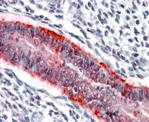 IHC staining of FFPE human uterus with MMP7 antibody at 3.8ug/ml. HIER: steamed with pH6 citrate buffer, AP-staining.