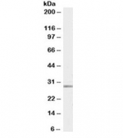 Western blot testing of human breast lysate with MMP7 antibody at 0.03ug/ml. Predicted molecular weight ~30kDa.