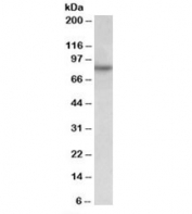 Western blot testing of HeLa lysate with RUFY1 antibody at 0.05ug/ml. Predicted molecular weight: ~80kDa.