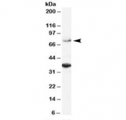Western blot testing of HeLa lysate with ORC3L antibody at 2ug/ml. The expected ~75 kDa band and the additional ~35 kDa band are both blocked by the immunizing peptide.