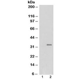 Western blot of HEK293 lysate overexpressing GDF15 probed with GDF15 antibody (mock transfection in lane 1). Predicted molecular weight ~34kDa.
