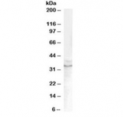 Western blot testing of human prostate lysate with GDF15 antibody at 0.1ug/ml. Predicted molecular weight ~34 kDa (pro-form) and ~25 kDa (mature form).