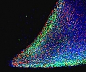 Immunofluorescence staining of parts of a colony of induced pluriform stem cells derived from human keratinocytes with NANOG antibody (green) at 5ug/ml.