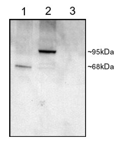Western blot testing of COS cell lysates with PDE4D antibody at 1ug/ml: 1) transfected with human PDE4D1 (~91kDa), 2) transfected with human PDE4D3 (~85kDa), 3) untransfected.