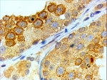 IHC testing of FFPE human testis with BOULE antibody at 4ug/ml. HIER: steamed with pH6 citrate buffer, HRP-staining.