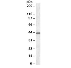 Western blot testing of rat brain lysate with Connexin 43 antibody at 0.3ug/ml. Predicted molecular weight: 43kDa~