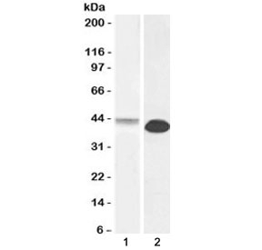 Western blot testing of 1) human heart and 2) rat heart lysate with Connexin 43 antibody at 0.1ug/ml. Predicted molecula