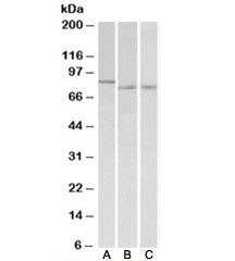 Western blot of nuclear NIH3T3 lysate (A) and of mouse (B) and rat (C) colon lysates