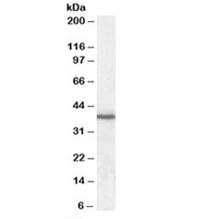 Western blot testing of human peripheral blood mononucleocyte lysate with JAM-A antibody at 0.3ug/ml. Expected molecular weight: 35~43kDa depending on glycosylation level.