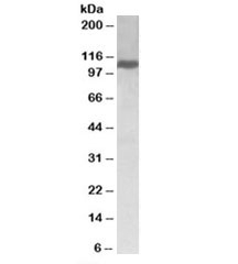 Western blot of Jurkat lysate with KIF5B antibody at 0.5ug/ml. Predicted molecular weight: ~110kDa.