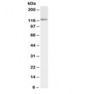 Western blot testing of K562 cell lysate with biotinylated IDE antibody at 0.3ug/ml. Predicted molecular weight: ~118kDa.
