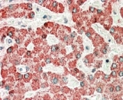 IHC staining of FFPE human liver with Apolipoprotein L6 antibody at 5ug/ml. HIER: microwaved with pH9 Tris/EDTA buffer, HRP-staining.
