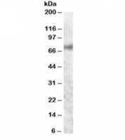 Western blot testing of human colon lysate with Myb antibody at 1ug/ml. Predicted molecular weight 60~85 kDa (isoforms 1-7), observed here at ~70kDa.
