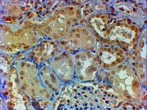 IHC staining of FFPE human kidney with Myb antibody at 2ug/ml. HIER: steamed with pH6 citrate buffer, HRP-staining. ~
