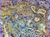 IHC staining of FFPE human kidney with Myb antibody at 2ug/ml. HIER: steamed with pH6 citrate buffer, HRP-staining.