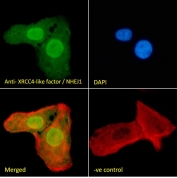 IF/ICC staining of fixed and permeabilized human U-2 OS cells with XLF antibody (green) at 10ug/ml, DAPI nuclear stain (blue) and Phalloidin (red).