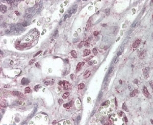IHC staining of FFPE human placenta with XLF antibody at 4ug/ml. HIER: steamed with