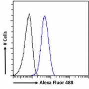 FACS testing of fixed and permeabilized human HepG2 cells with XLF antibody (blue) at 10ug/ml and naive goat Ig (black).