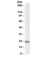 Western blot testing of human liver lysate with IMP3 antibody at 0.05ug/ml. Predicted molecular weight ~21 kDa.