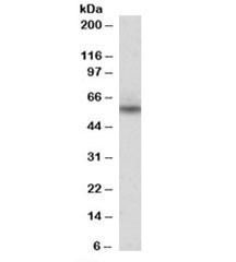 Western blot testing of human heart lysate with Nprl3 antibody at 0.3ug/ml. Predicted molecular weight: ~63kDa, observed here at ~55kDa.