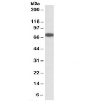 Western blot testing of A431 lysate with ERO1L antibody at 0.3ug/ml. Predicted molecular weight: ~54/70kDa (unmodified/glycosylated).