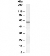 Western blot testing of HeLa lysate with Granulin antibody at 1ug/ml. Predicted molecular weight: 64/70~88kDa (unmodified/glycosylated), observed here at ~60kDa.