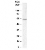 Western blot testing of human liver lysate with SERPINA10 antibody at 0.5ug/ml. Predicted molecular weight: ~51kDa, routinely observed at ~65kDa, likely due to glycosylation.