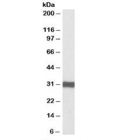 Western blot testing of human heart lysate with ETFA antibody at 0.1ug/ml. Predicted molecular weight: ~35/30kDa (isoforms 1/2).