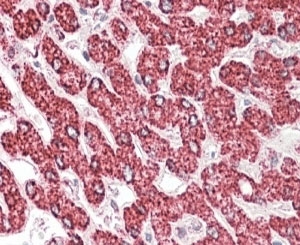 IHC staining of FFPE human liver with ETFB antibody at 4ug/ml. HIER: steamed with pH6 citrate buffer, AP-staining.