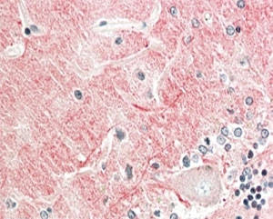 IHC staining of FFPE human cerebellum with GP135 antibody at 5ug/ml. HIER: steamed with pH6 citrate buffer, AP-staining.