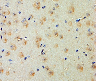 IHC staining of FFPE mouse cerebral cortex with GP135 antibody at 5ug/ml. HIER: steamed with pH6 citrate buffer, AP-staining.