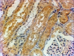 IHC testing of FFPE human kidney with Tensin 1 antibody at 2ug/ml. HIER: steamed with pH6 citrate buffer, HRP-staining.