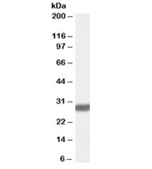 Western blot testing of rat brain lysate with Latexin antibody at 0.1ug/ml. Predicted molecular weight: 26kDa.