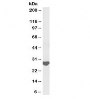 Western blot testing of rat brain lysate with biotinylated Latexin antibody at 0.3ug/ml. Predicted molecular weight: 26kDa.